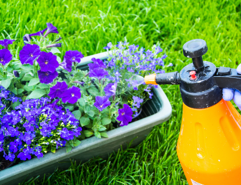 Ein Mensch sprüht Pestizid an lila Blumen mit einem Sprühgerät.