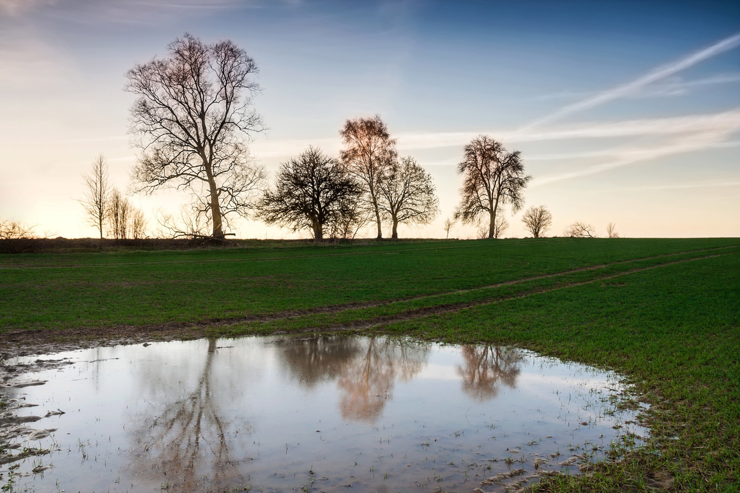 Eine Pfütze auf einem Feld mit Bäumen im Hintergrund.